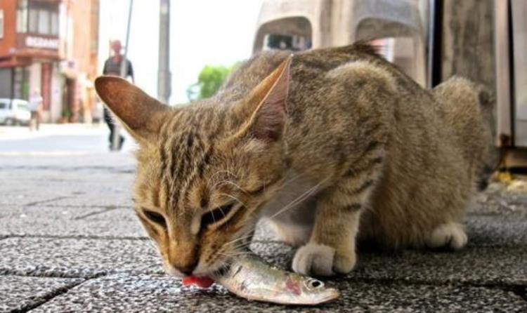 猫可食用的10种人类食品适量吃对它有益吗「猫可食用的10种人类食品适量吃对它有益」