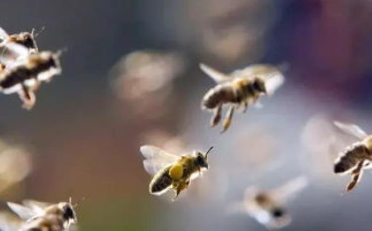 什么是蜜蜂的空飞现象秋季养蜂该不该预防呢「什么是蜜蜂的空飞现象秋季养蜂该不该预防呢」