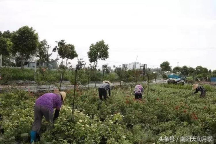 春季月季新芽要打顶吗「控高度促萌芽生花蕾开花这才是月季秋剪的主要原因」