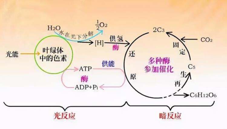 秋天树叶为何会变黄落下「秋天的树叶为什么会变黄落下不仅是天冷了树木也别有用心」