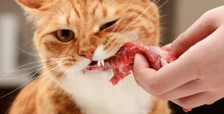 猫可食用的10种人类食品适量吃对它有益吗「猫可食用的10种人类食品适量吃对它有益」