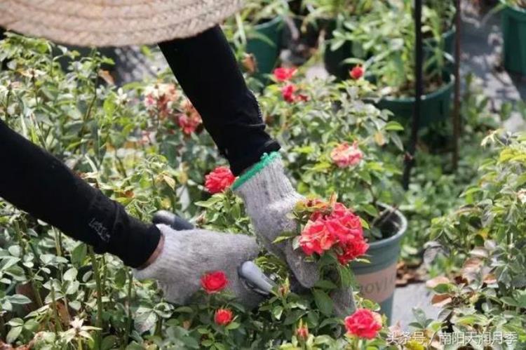 春季月季新芽要打顶吗「控高度促萌芽生花蕾开花这才是月季秋剪的主要原因」