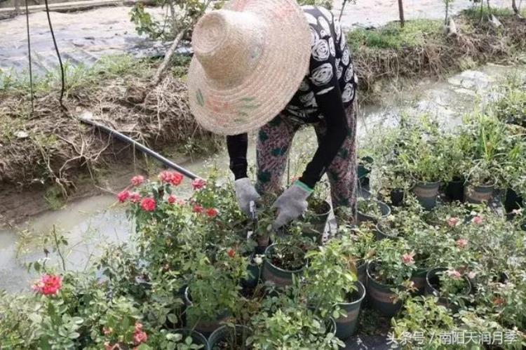 春季月季新芽要打顶吗「控高度促萌芽生花蕾开花这才是月季秋剪的主要原因」