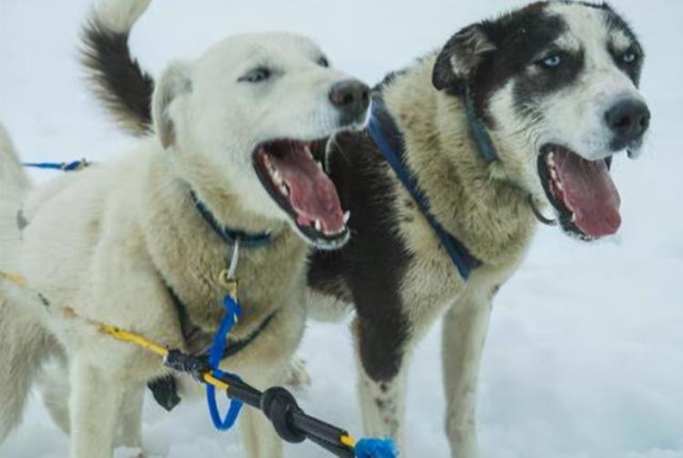 狂犬疫苗会致病吗「狂犬病疫苗这么暴利被咬都会发病吗一定要打医生辟谣说清楚」