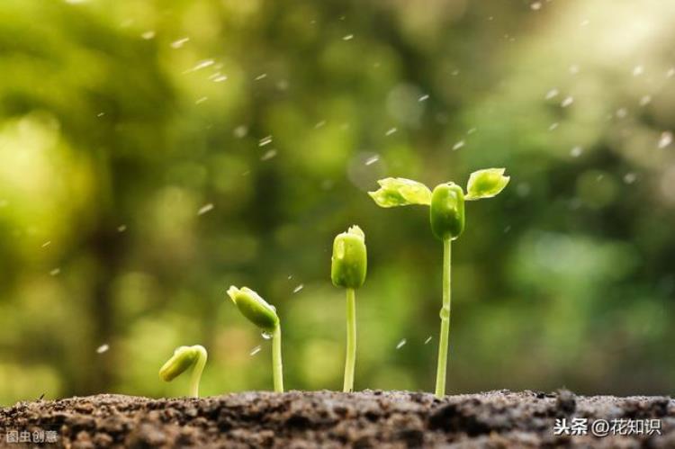 植物种子发芽需要阳光吗「植物种子发芽需要阳光吗」