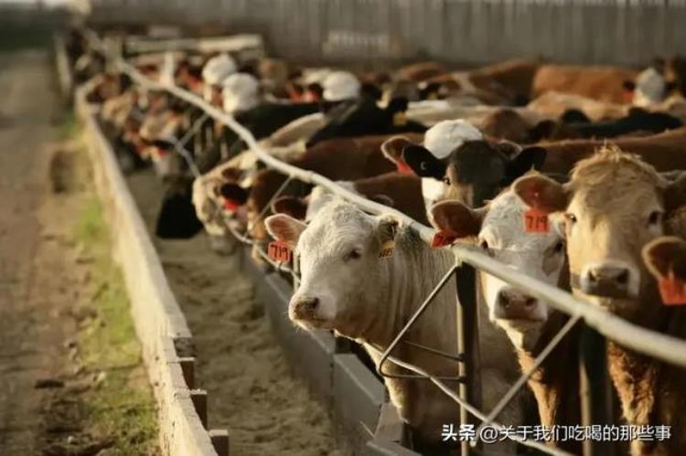 为何国产牛肉不能做牛排「都是牛肉为何进口牛肉能煎牛排而国产牛肉却不行有3个原因」