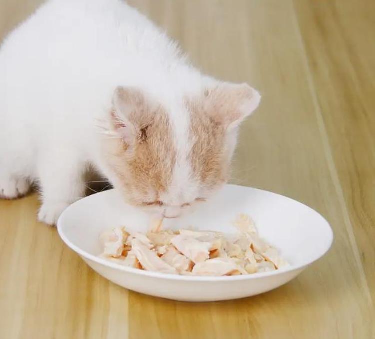 猫可食用的10种人类食品适量吃对它有益吗「猫可食用的10种人类食品适量吃对它有益」