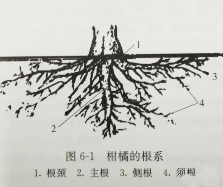 柑橘黄化是什么原因打什么药好「柑橘秋黄不可怕找对原因对症下药才能轻松破黄」