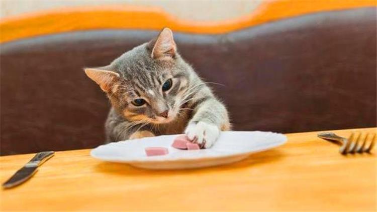 猫咪能吃的5种肉和不能吃的3种肉你知道吗「猫咪能吃的5种肉和不能吃的3种肉你知道吗」