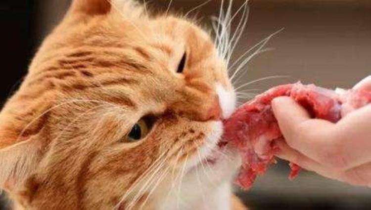 猫咪能吃的5种肉和不能吃的3种肉你知道吗「猫咪能吃的5种肉和不能吃的3种肉你知道吗」