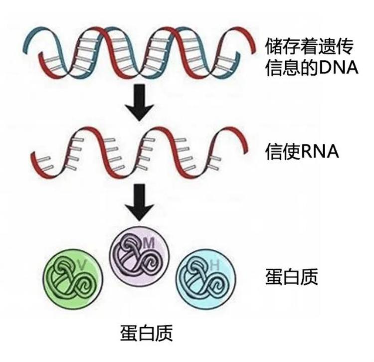 瑞辉疫苗出问题「辉瑞疫苗摊上大事原因不明的肝损伤也要注意这个病」