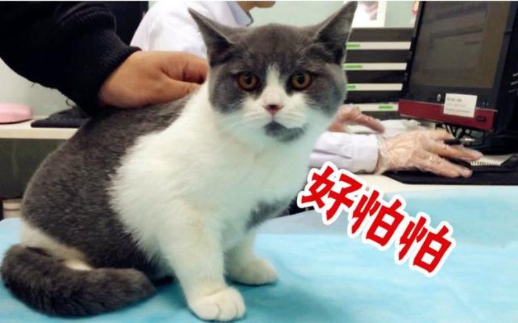 猫咪打疫苗死了是为啥「为什么打了疫苗猫咪反倒死了打疫苗该注意什么」