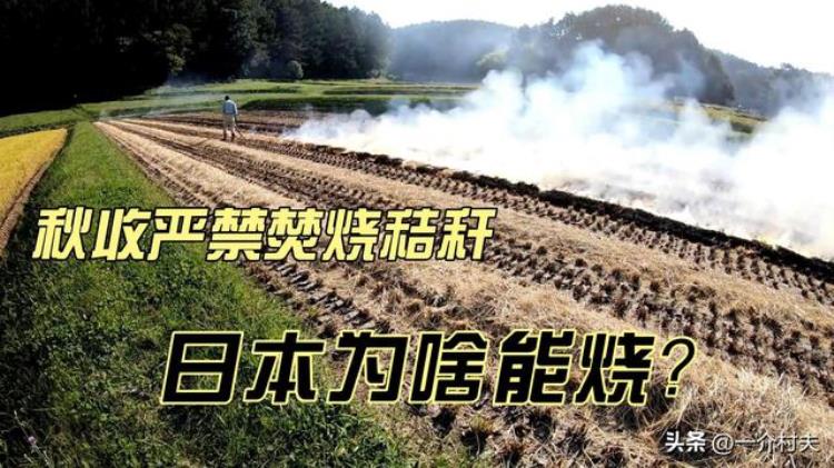 为何焚烧秸秆「9月农村又查焚烧秸秆日本农民却还在烧秸秆啥原因」