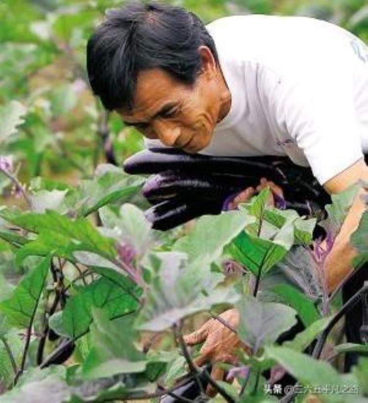 秋天的茄子不能吃,什么季节不能吃茄子