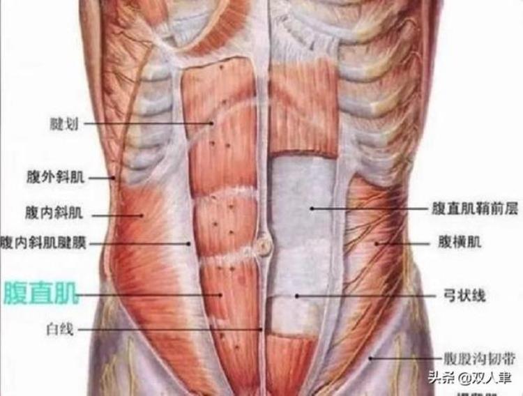 平板支撑肩膀疼怎么办「平板支撑腰疼肩疼脖子疼怎么办」