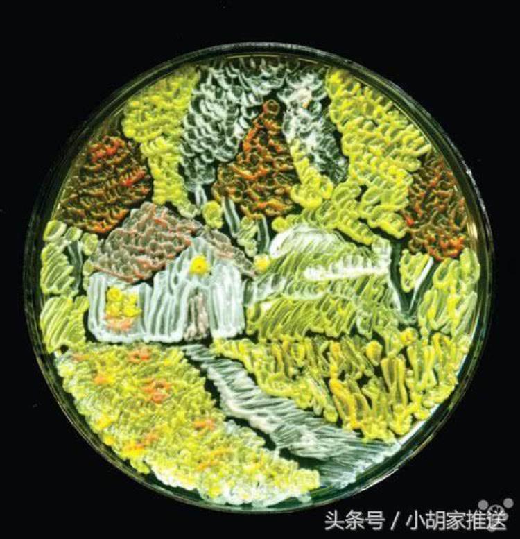 细菌画作品「细菌作画闻所未闻你肯定没看过」