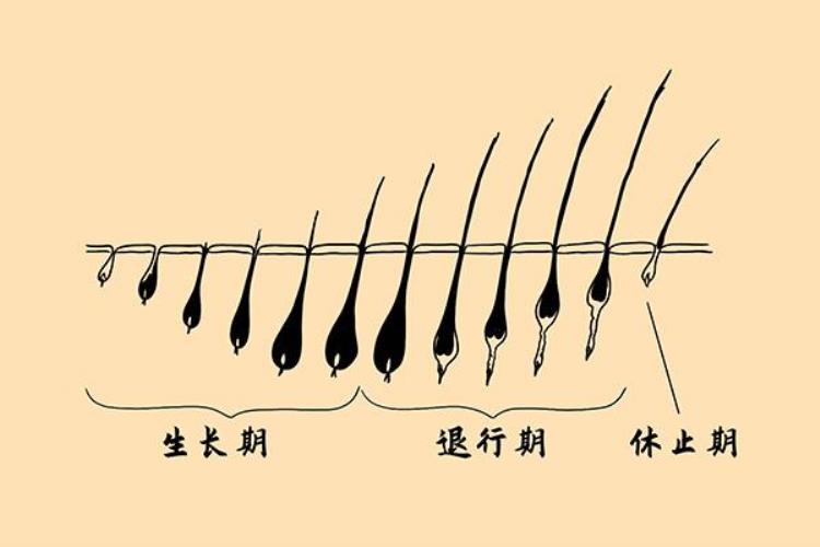 为什么眉毛不会像头发那样一直生长「为什么眉毛不会像头发那样一直生长」