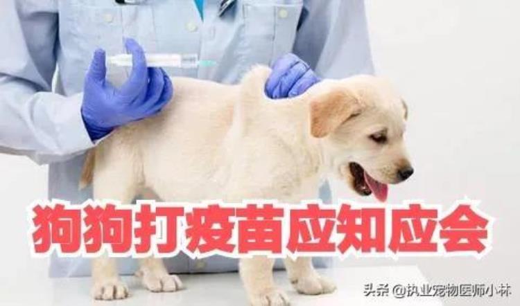 狗狗常用的疫苗有哪些怎么给狗狗打疫苗「狗狗常用的疫苗有哪些怎么给狗狗打疫苗」