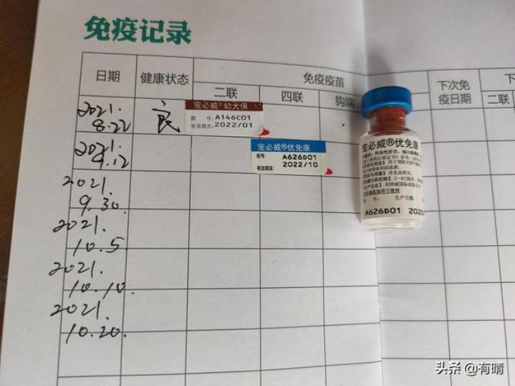 带小奶狗团团逛章丘眼明泉打疫苗后为何连续呕吐