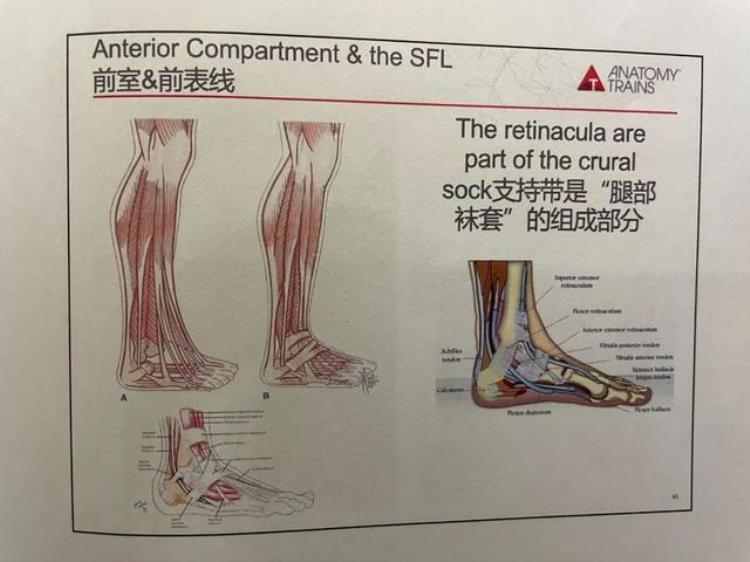 使大腿前屈的肌肉「大腿紧体前屈受限你可能需要关注这2块」