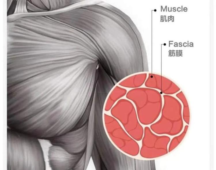 感觉肌肉粘在一起了「肌肉一按硬邦邦小心它们粘在一起了」