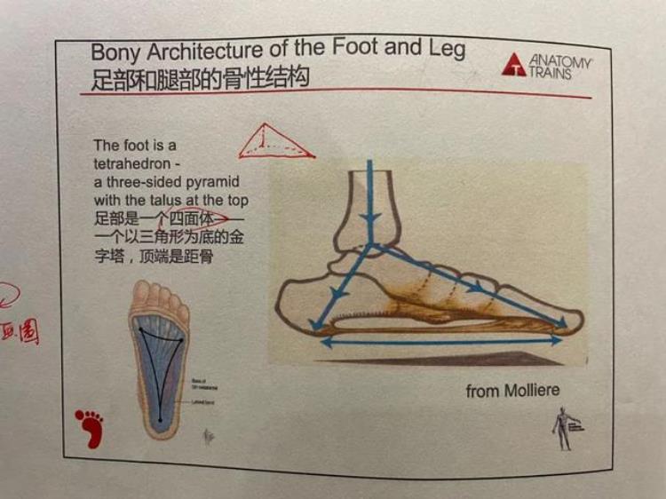 使大腿前屈的肌肉「大腿紧体前屈受限你可能需要关注这2块」