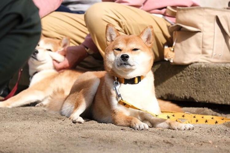 柴犬没有豆眉是品种问题吗「柴犬百科柴犬都有豆豆眉吗没有豆豆眉是纯种柴犬吗」