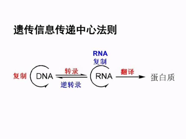 国外的疫苗研发凭什么比中国快「国外的疫苗研发凭什么比中国快」