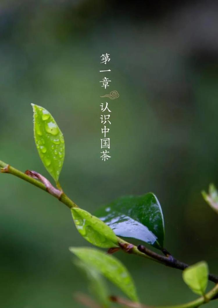 生活中的茶(生活里的茶是什么)