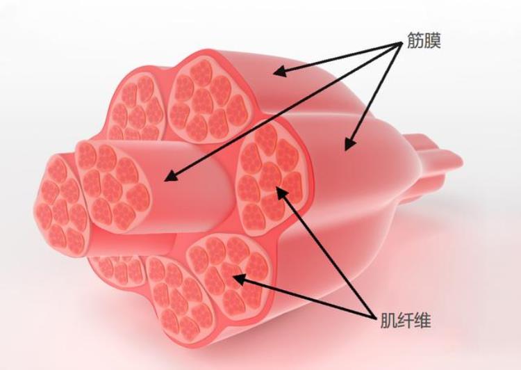 感觉肌肉粘在一起了「肌肉一按硬邦邦小心它们粘在一起了」