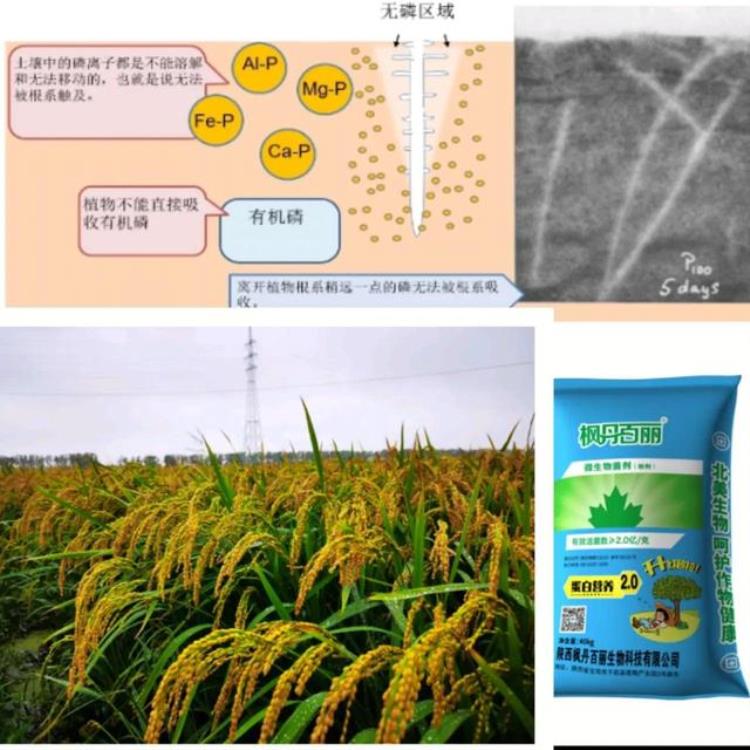 周老师米饭和碗筷理论探讨水稻营养吸收