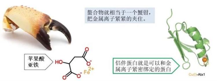 周老师米饭和碗筷理论探讨水稻营养吸收