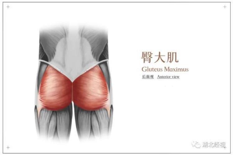 有些人活着屁股却死了打工人你听说过死臀综合征吗