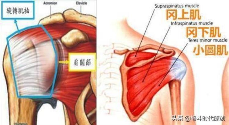 拳击手 肌肉「为何总听人说拳击手的肌肉是打出来的」