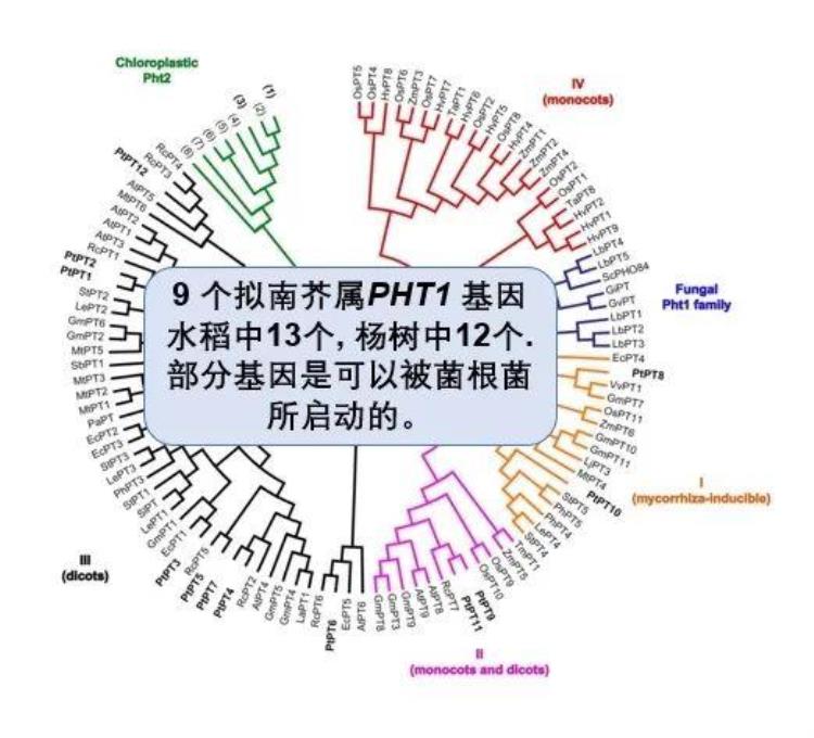 周老师米饭和碗筷理论探讨水稻营养吸收