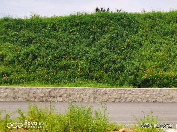 浅谈高速公路的山体绿化是如何完成的「浅谈高速公路的山体绿化是如何完成的」