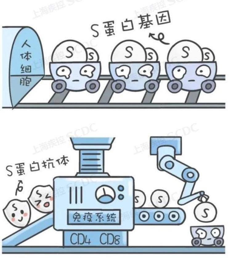 仅打一针的新冠疫苗「只打一针的新冠疫苗你听过吗」