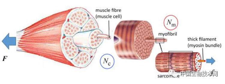 为什么运动可以锻炼肌肉剑桥科学家用一个数学模型解释清楚了