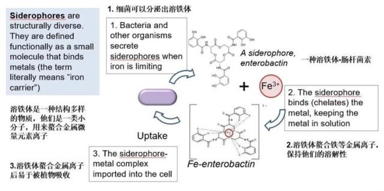 周老师米饭和碗筷理论探讨水稻营养吸收