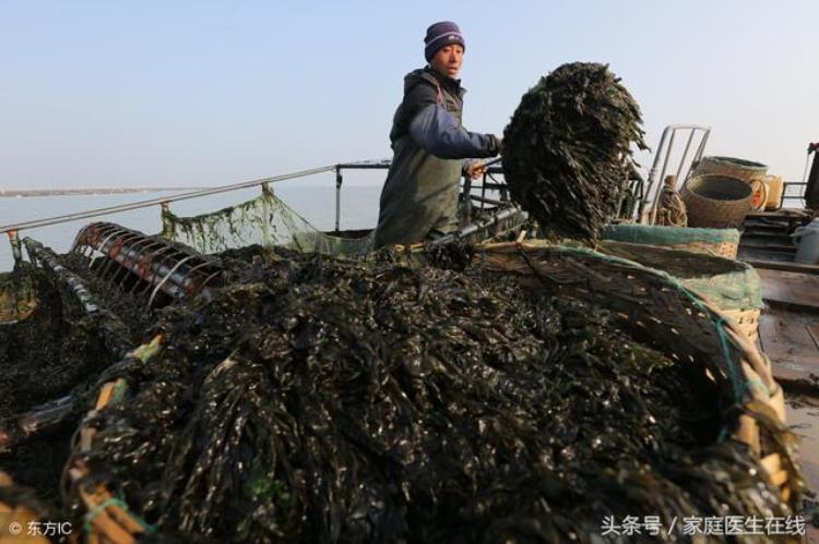 紫菜会掉色「泡发紫菜时掉色就是被染色也有可能是这种情况」