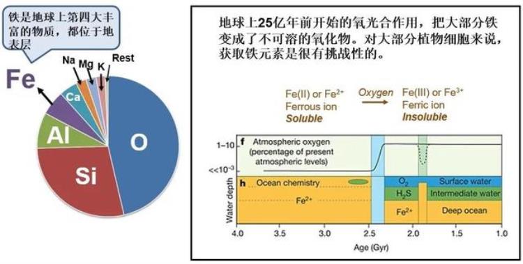 周老师米饭和碗筷理论探讨水稻营养吸收