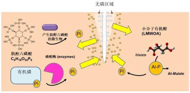 周老师米饭和碗筷理论探讨水稻营养吸收