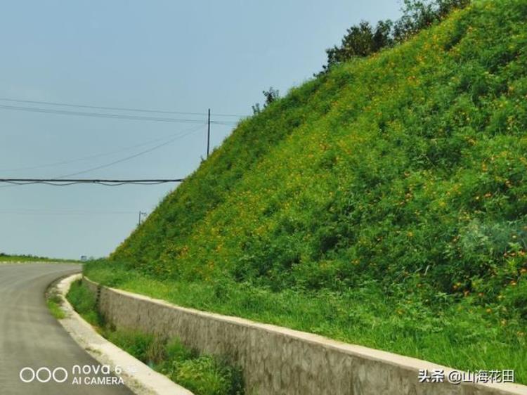 浅谈高速公路的山体绿化是如何完成的「浅谈高速公路的山体绿化是如何完成的」