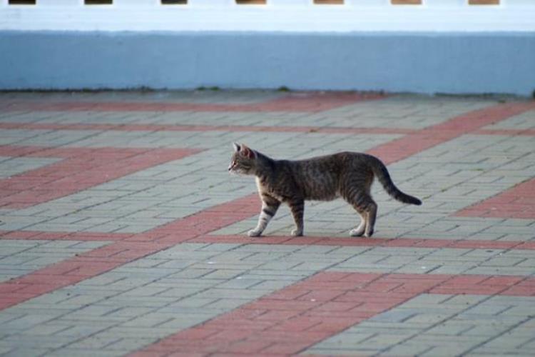 猫咪吃完后为什么会抓地板「为什么猫咪吃饱后抓地板并不是防止敌人追杀原因令人心疼」