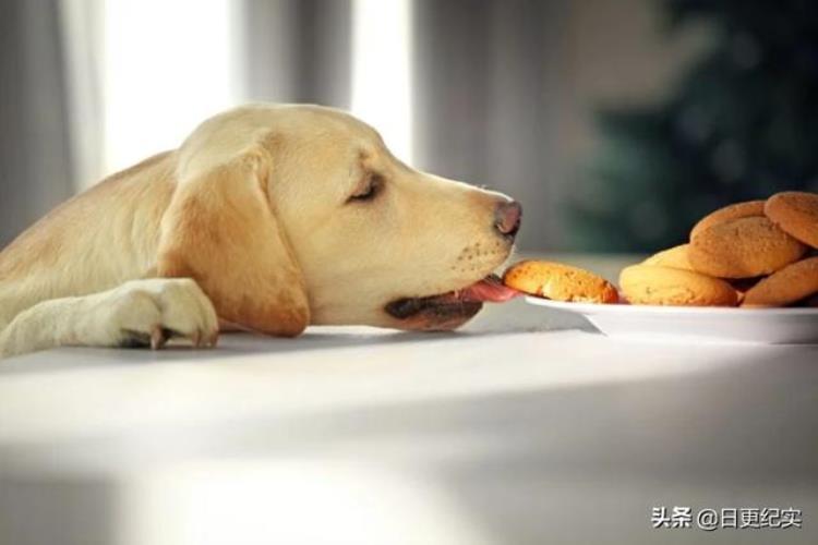 狗狗偷吃东西怎么办「狗偷吃食物的主要原因是什么怎么做才能阻止狗的这种行为」