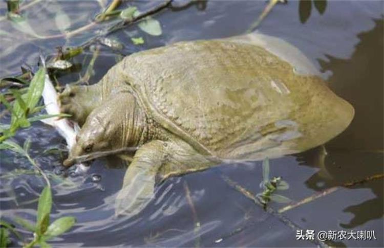 甲鱼生活环境及特点秒懂百科(甲鱼的生活习性是什么)