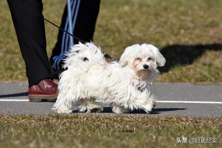 狗狗偷吃东西怎么办「狗偷吃食物的主要原因是什么怎么做才能阻止狗的这种行为」