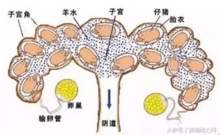 缩宫素的正确使用要点与禁忌「缩宫素的正确使用要点与禁忌」