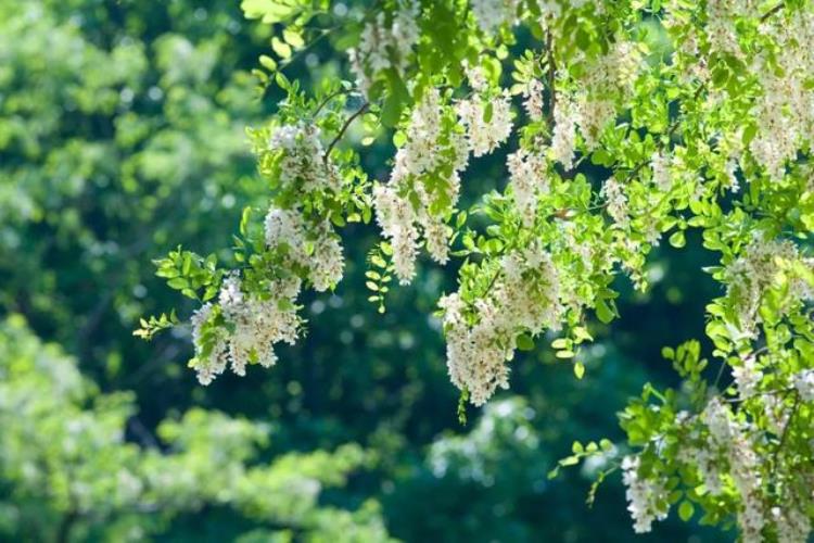 调理肠胃治口臭的茶「口臭说到底都是脾胃问题5款中药小茶饮让讨厌的口气去无踪」