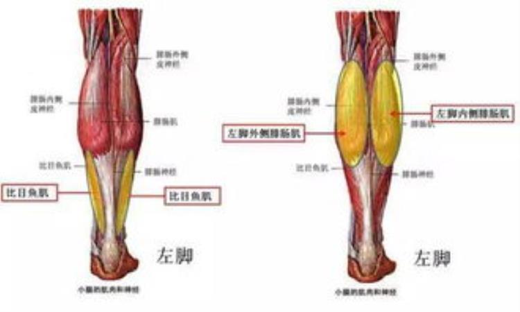 所谓的肌肉腿是什么腿「所谓的肌肉腿是什么」